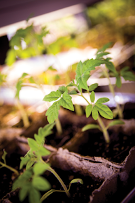 Close up of plant in good soil