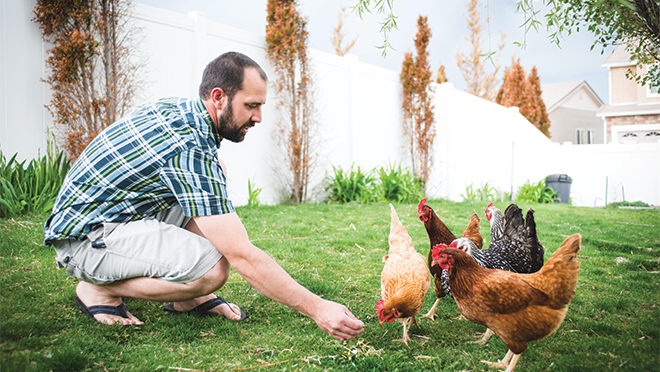 John feeding chickens