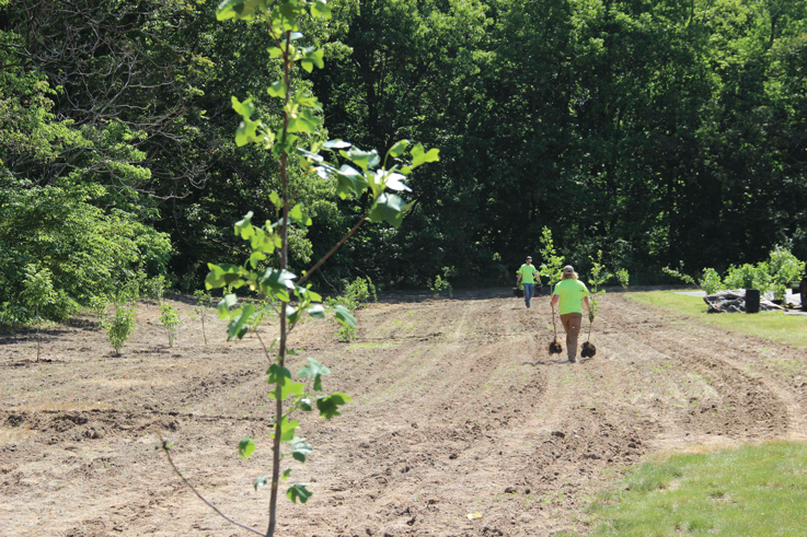 The Everence tree-planting site.