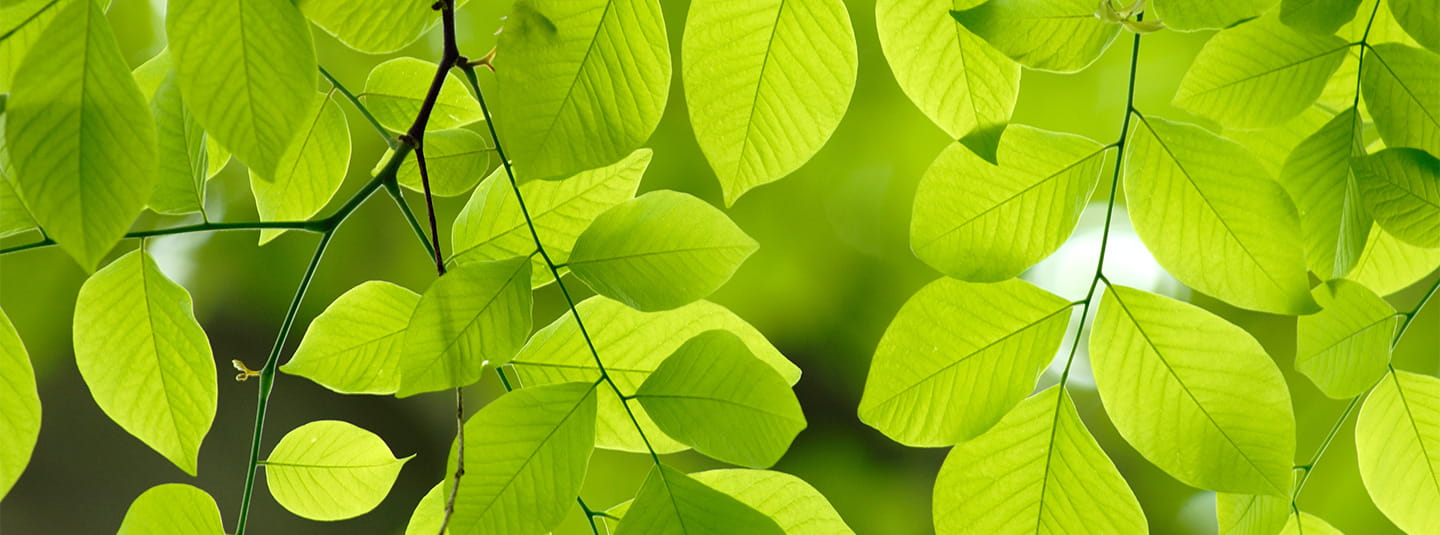 Leafs on branches