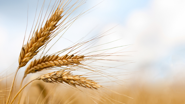 Wheat stalk in a field