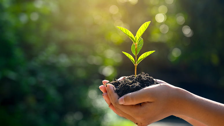 Holding green plant in hand