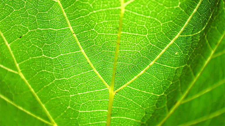 Leaf closeup