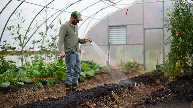 Man watering plants in a greenhouse