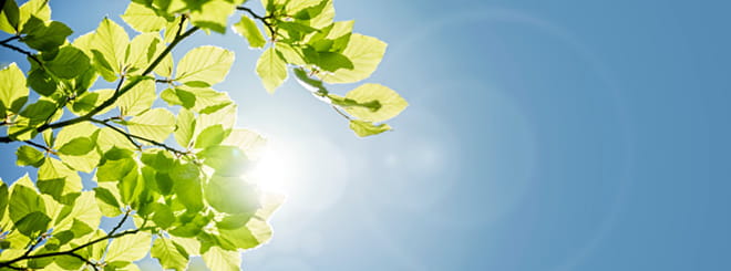 Tree branches on sky background