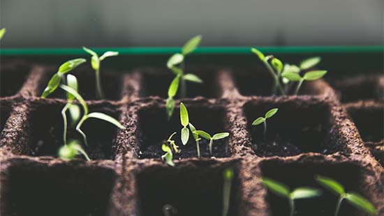 Compostable seedling tray with many tiny seedlings growing up.