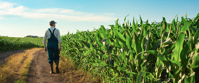 farmer in the field