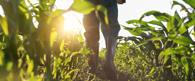 Farmer walking in the field