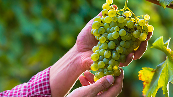 Inspecting grapes on a vine 