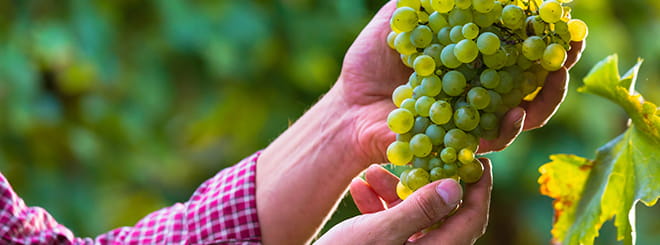 Inspecting grapes on a vine 