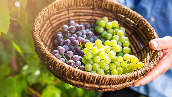 Holding basket of grapes