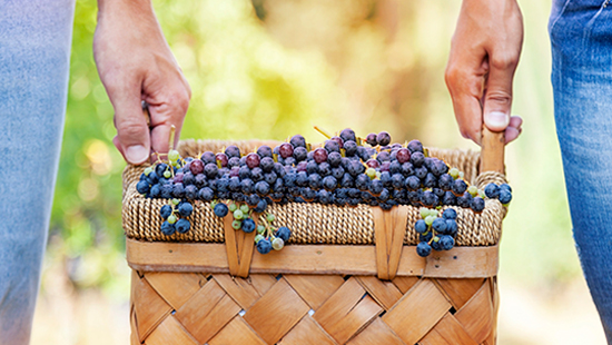 Two people holding basket of grapes