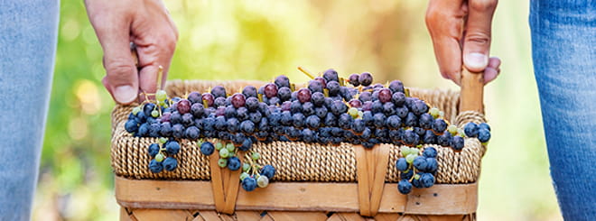 Two people holding basket of grapes