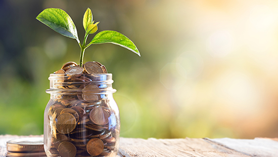 Plant growing in a money pot 