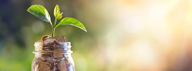 Plant growing in a money pot 