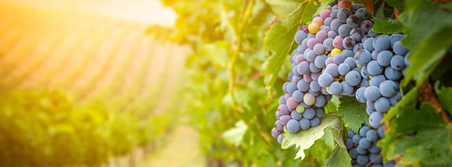 Grapes