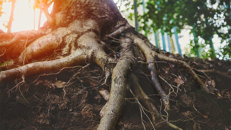 Tree with roots showing