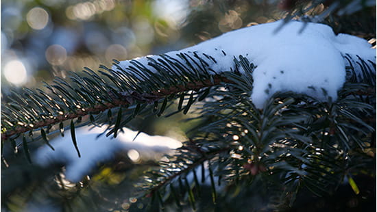 Snow on evergreen