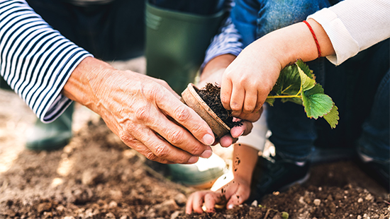 Grandparent and grandchild planting strawberry seedling