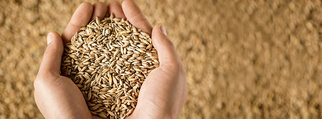 Holding a pile of wheat in hands 