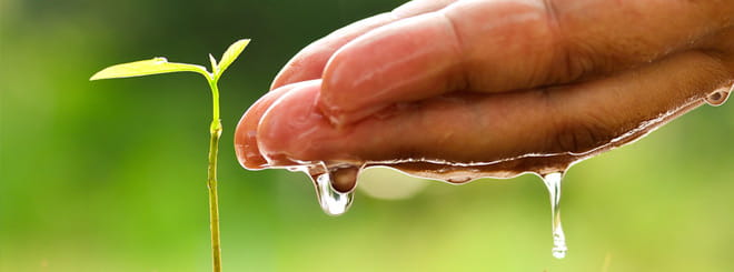 Watering a young seedling